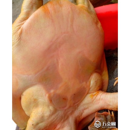 大量品牌甲魚.無公害老鱉.外塘養(yǎng)殖多年自然生存.不喂飼料
