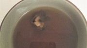 王老吉里有死老鼠？食品安全問題緣何維權(quán)難