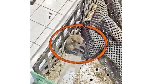浙江安吉物美超市又現(xiàn)“老鼠門” 下一步將進(jìn)行全面整改、聯(lián)合消殺