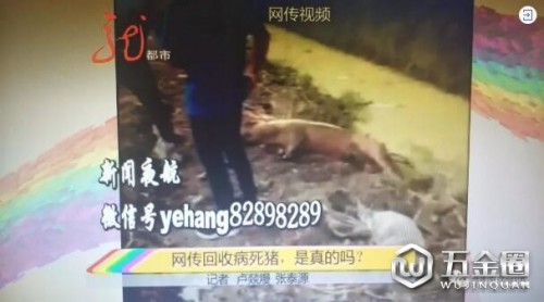 網(wǎng)傳“佳木斯有人回收病死豬”？畜牧獸醫(yī)局回應(yīng)調(diào)查結(jié)果