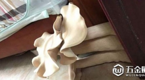 奇事！家門縫長(zhǎng)巨型菇 大小如普通鍋蓋