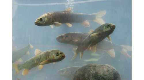 網(wǎng)友水煮保護(hù)動物湟魚還拍短視頻？ 官方：涉事者已找到 正在調(diào)查