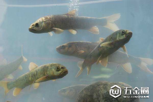 湟魚(yú)為保護(hù)動(dòng)物