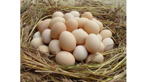 農(nóng)產(chǎn)品質(zhì)量安全執(zhí)法檢查|委員：土豬肉、柴雞蛋一定“優(yōu)質(zhì)”嗎？