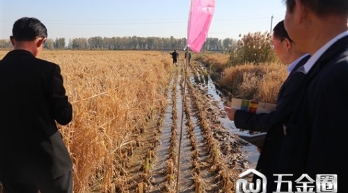 袁隆平團(tuán)隊超級雜交稻在河北永年再創(chuàng)世界紀(jì)錄