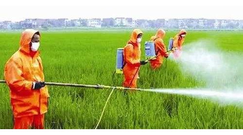人工“喂大”危害大，食品還是“有機(jī)”好