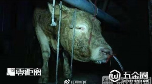 12小時被注水120斤，黃牛痛到跪倒 監(jiān)管部門：兩屠宰點已被取締