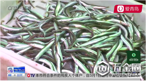 嘗鮮！面條魚(yú)上市 海鮮整體價(jià)格下降3到4元