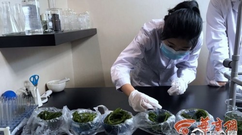 好奇心丨市場上海帶含甲醛？6份樣品均未檢出