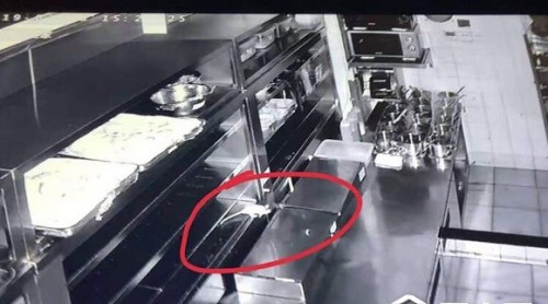 上?！巴馄偶摇币婚T店老鼠竟爬上后廚案板 監(jiān)管部門已立案調查