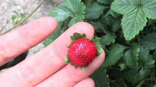 有毒！草叢里小紅果鮮艷誘人 醫(yī)生：這是蛇莓 可別誤食