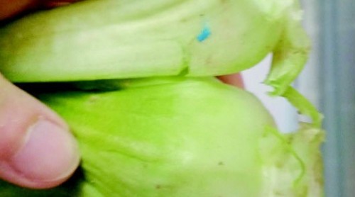 油菜葉上為啥有藍(lán)色“橡皮泥” 專(zhuān)家：屬低毒農(nóng)藥