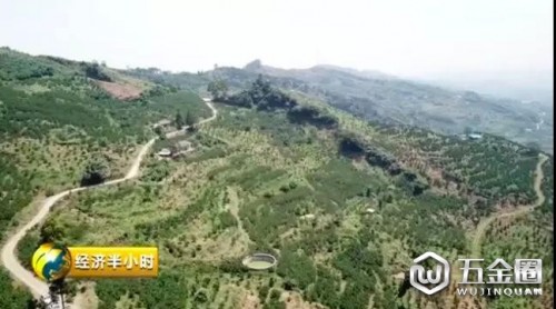 兩三毛錢無人問津？如今賣六元還遭瘋搶！“網(wǎng)紅”水果是怎樣煉成的？