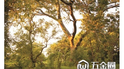 自帶青春氣息的榆綠木，是這樣煉成的