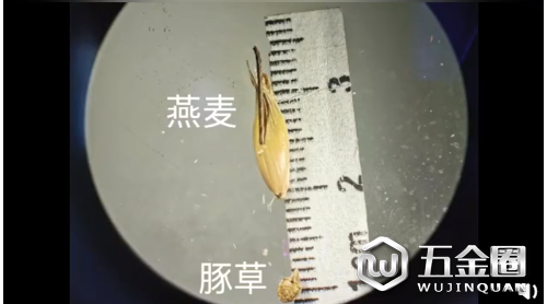 全國(guó)口岸首次！天津海關(guān)從美國(guó)進(jìn)境燕麥種子中檢出有害生物豚草